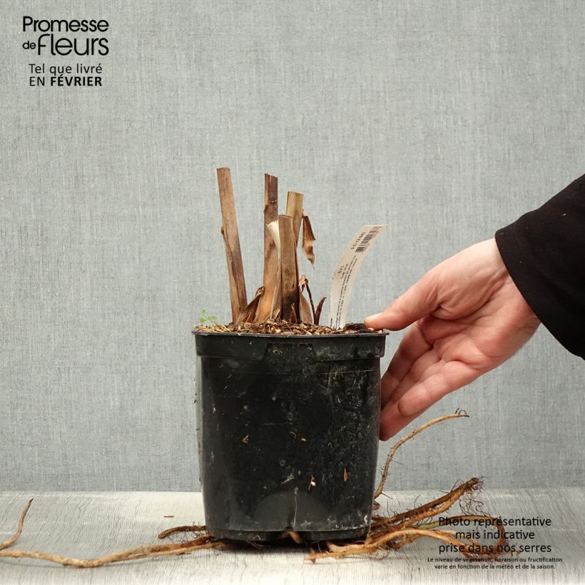 Hedychium coronarium Elizabeth Vaso da 3L/4L esemplare consegnato in inverno