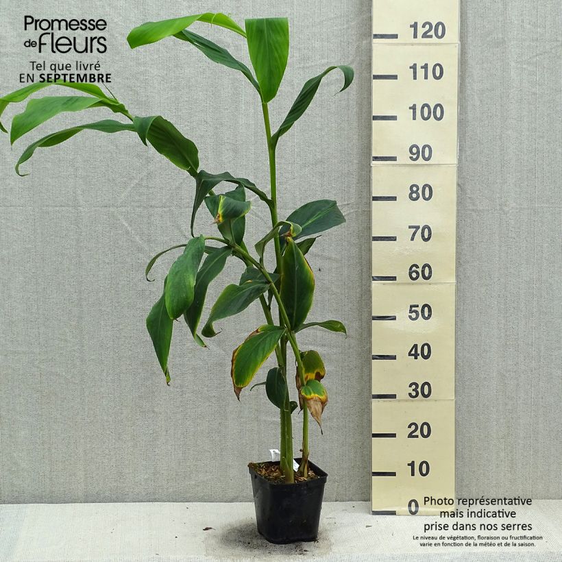 Esemplare di Hedychium forrestii Vaso da 3L/4L come consegnato in autunno