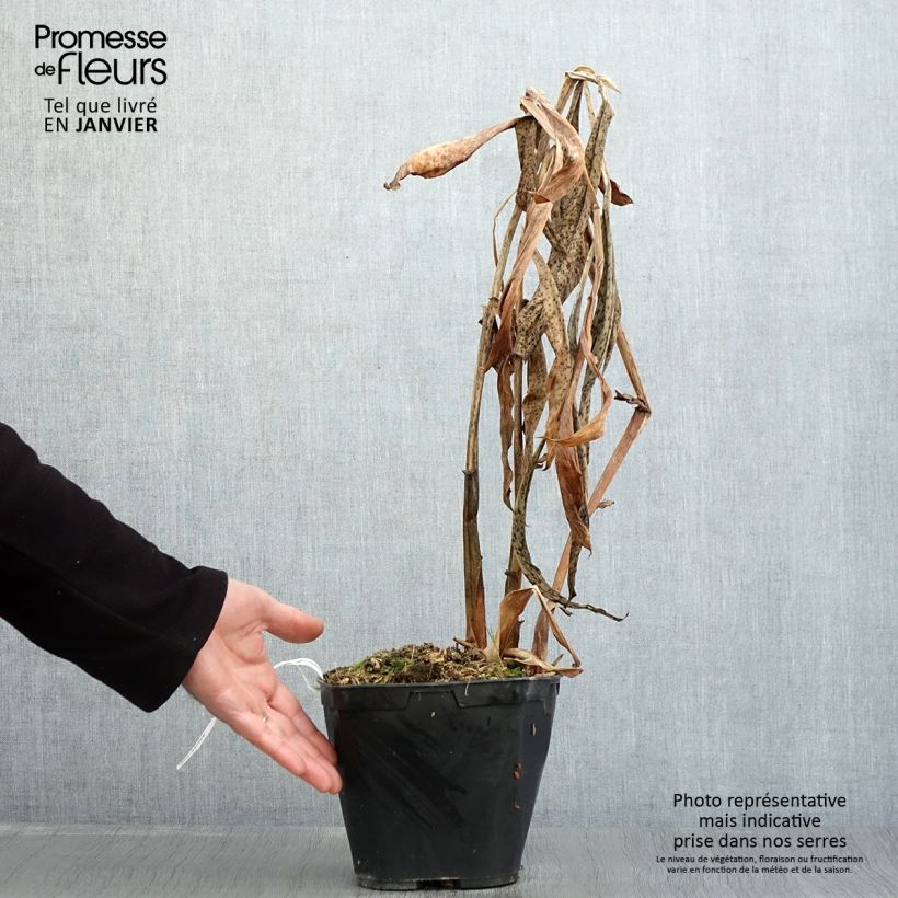 Hedychium forrestii Vaso da 3L/4L esemplare consegnato in inverno