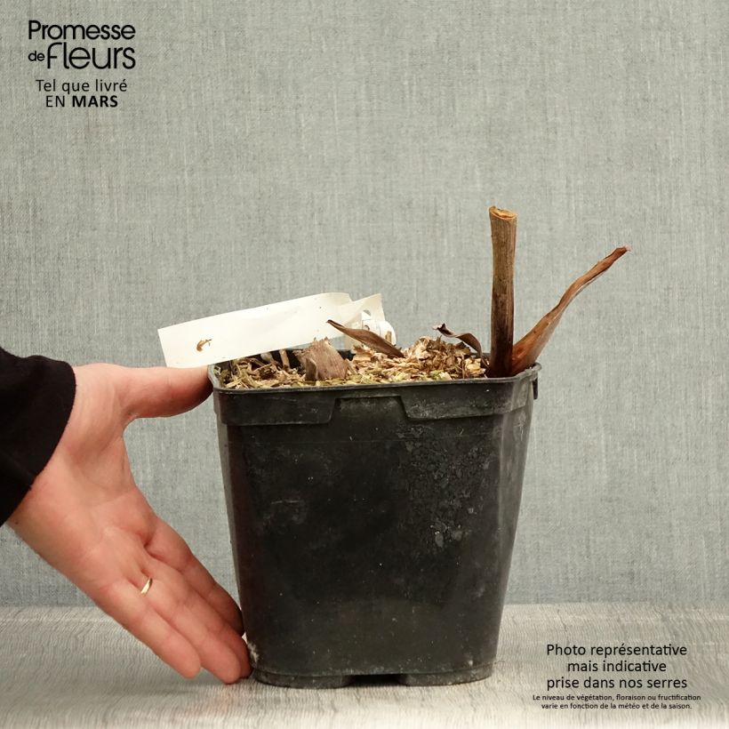 Hedychium forrestii Vaso da 3L/4L esemplare consegnato in primavera