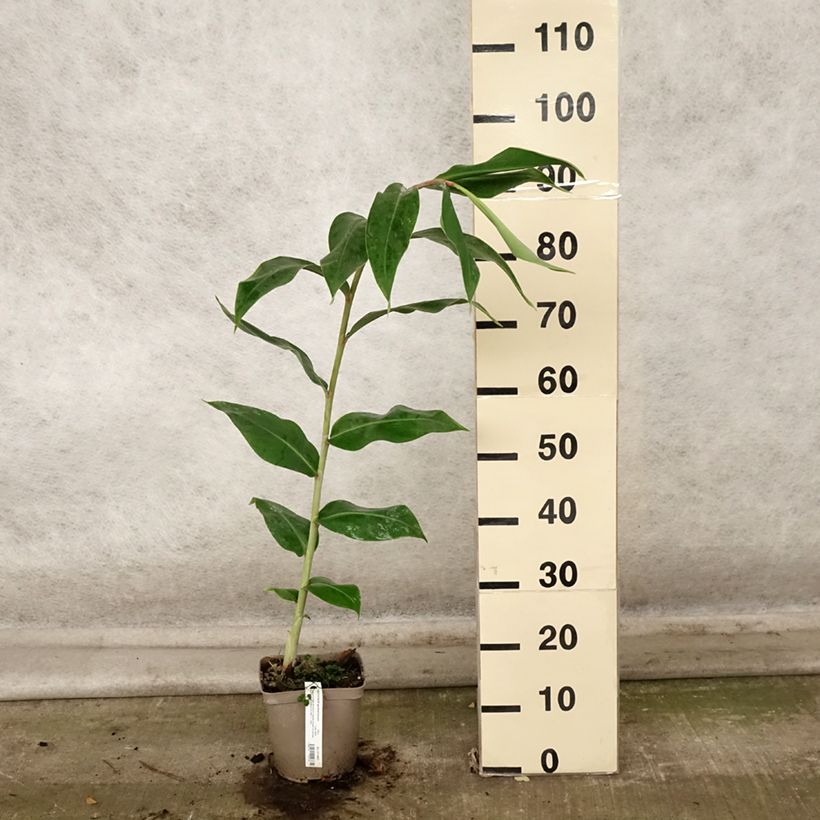 Esemplare di Hedychium gardnerianum - Giglio di zenzero Vaso da 2L/3L come consegnato in autunno
