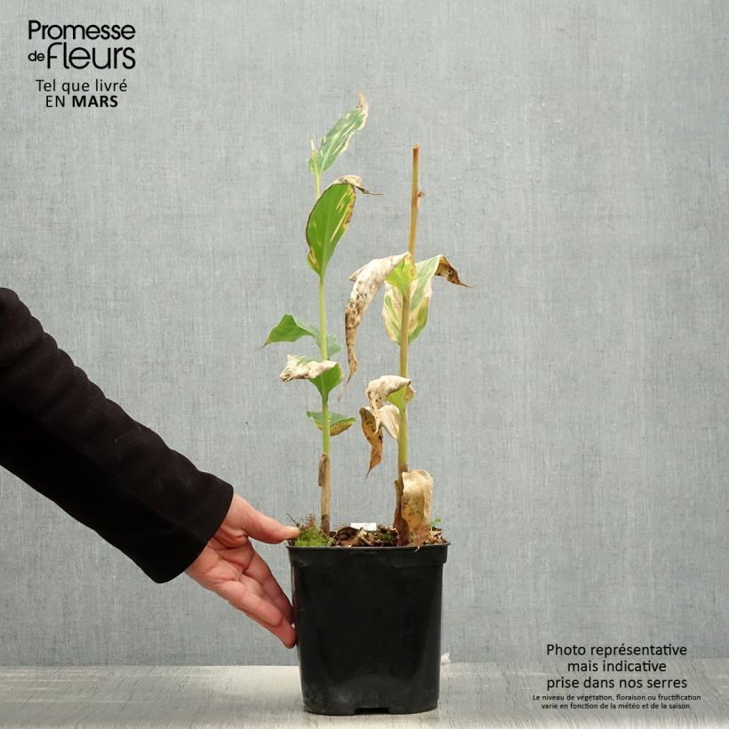 Hedychium gardnerianum - Giglio di zenzero Vaso da 2L/3L esemplare consegnato in primavera