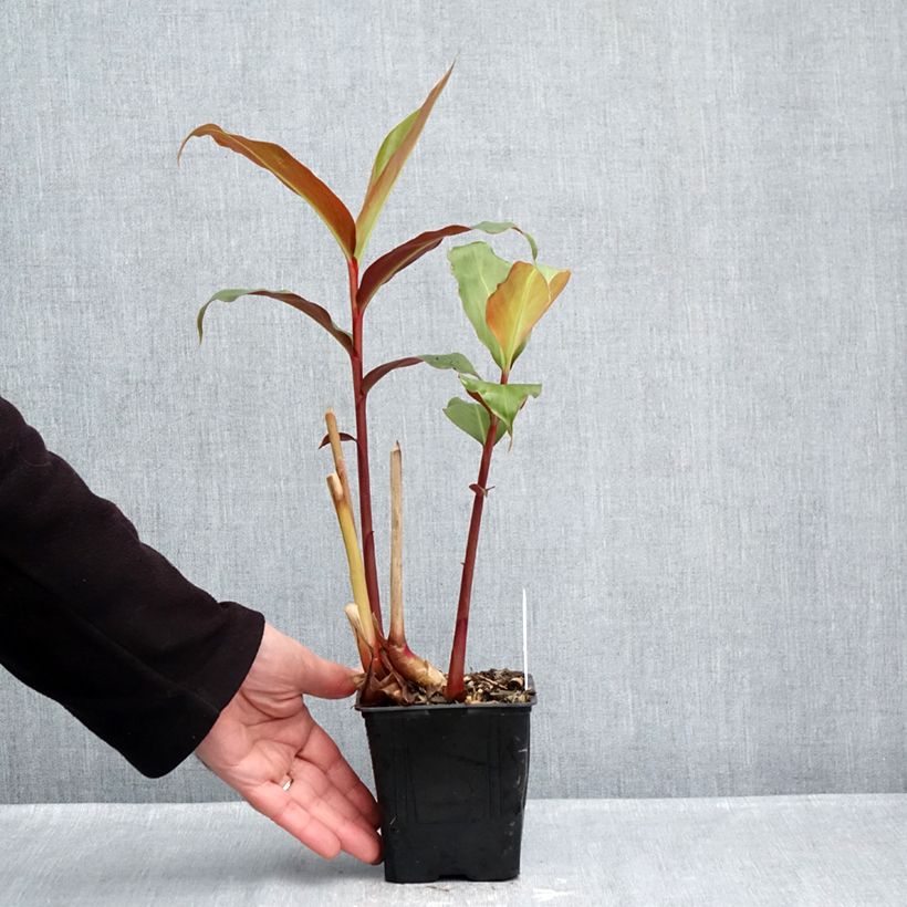 Esemplare di Hedychium greenii - Zenzero rosso Vaso da 1L/1,5L come consegnato in autunno