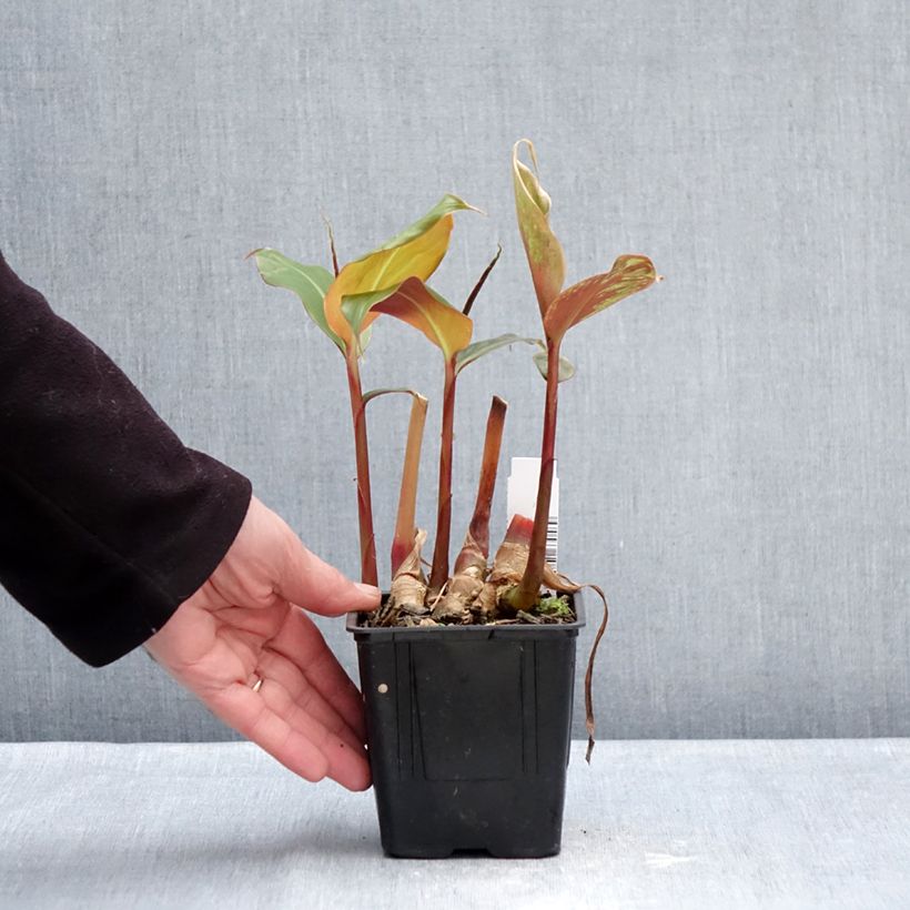 Hedychium greenii - Zenzero rosso Vaso da 1L/1,5L esemplare consegnato in inverno