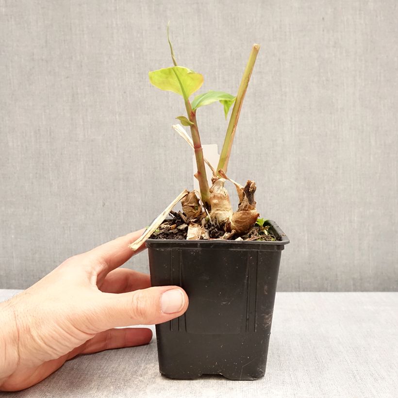 Hedychium greenii - Zenzero rosso Vaso da 1L/1,5L esemplare consegnato in primavera