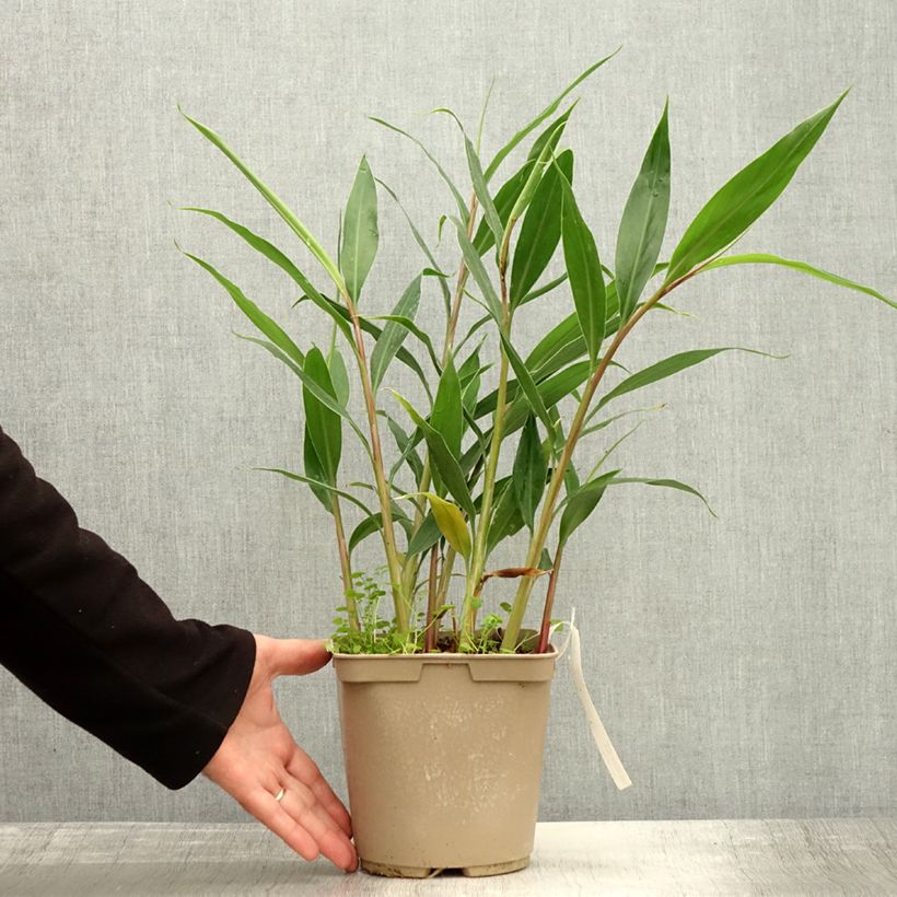 Esemplare di Hedychium villosum var. tenuiflorum Vaso da 3L/4L come consegnato in autunno