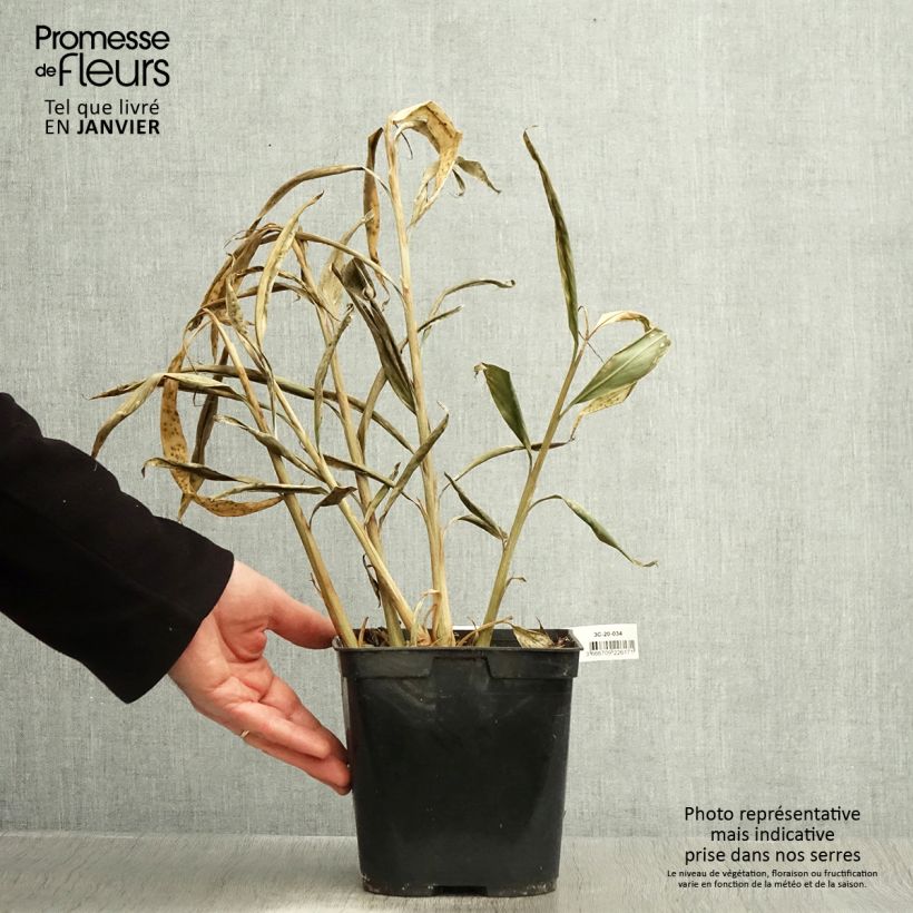 Hedychium villosum var. tenuiflorum Vaso da 3L/4L esemplare consegnato in inverno