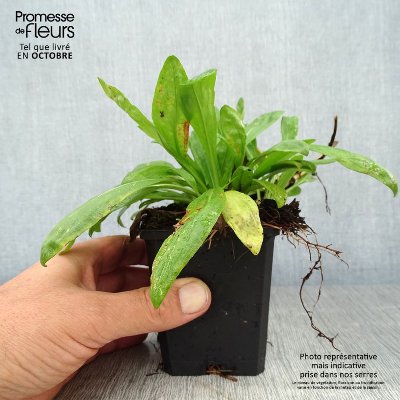 Esemplare di Helenium autumnale Pumilum Magnificum Vasetto da 8/9 cm come consegnato in autunno