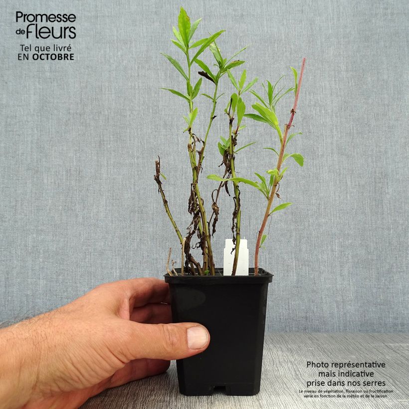 Esemplare di Helenium Double Trouble Vasetto da 8/9 cm come consegnato in autunno