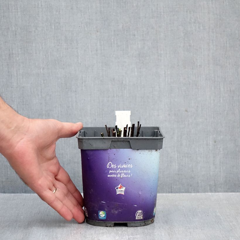 Esemplare di Helenium Double Trouble Vaso da 2L/3L come consegnato in autunno