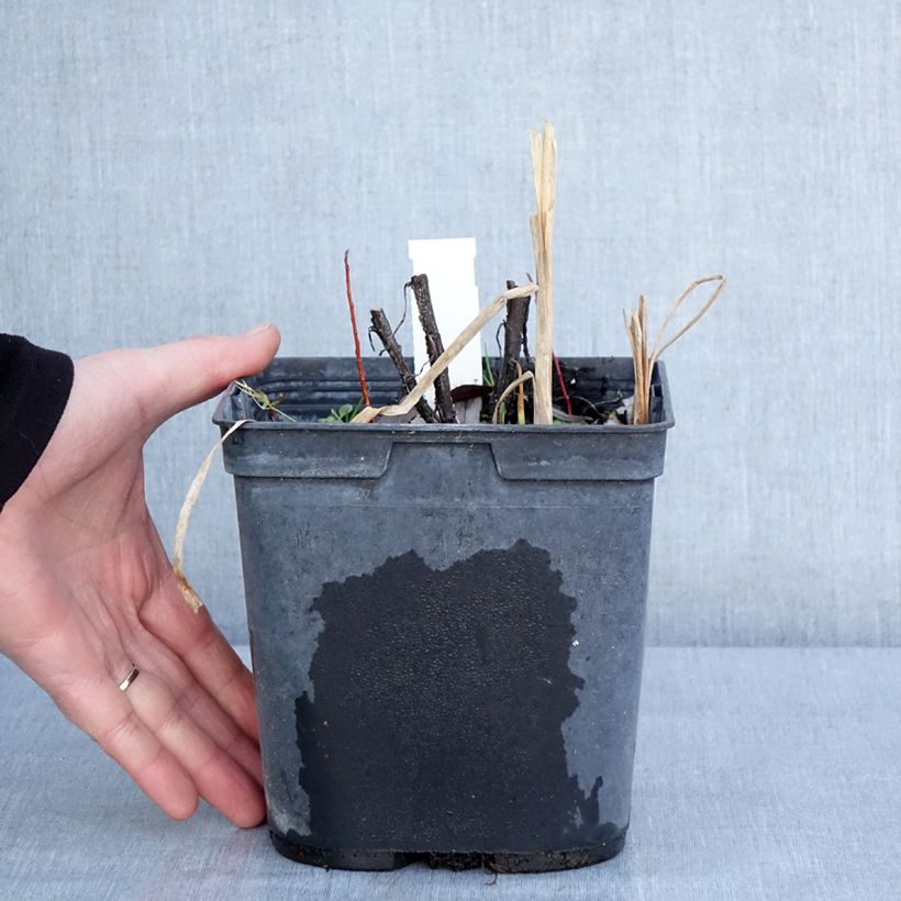 Helenium Double Trouble Vaso da 2L/3L esemplare consegnato in inverno