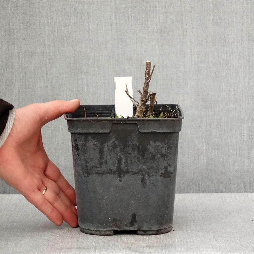 Helenium Double Trouble Vaso da 2L/3L esemplare consegnato in primavera