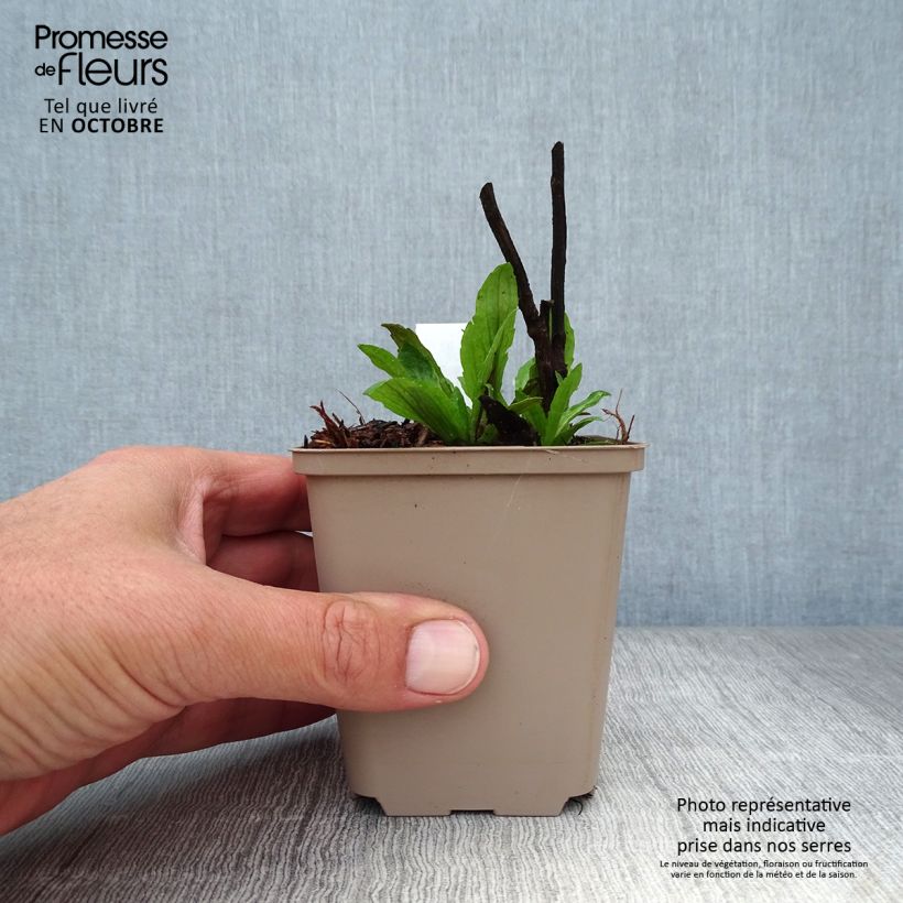 Esemplare di Helenium Dunkle Pracht Vasetto da 8/9 cm come consegnato in autunno