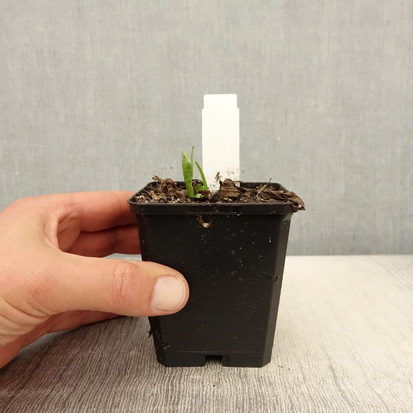 Helenium Kupferswerg Vasetto da 8/9 cm esemplare consegnato in primavera