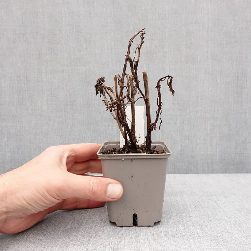 Helenium Okra Sundae Vasetto da 8/9 cm esemplare consegnato in inverno