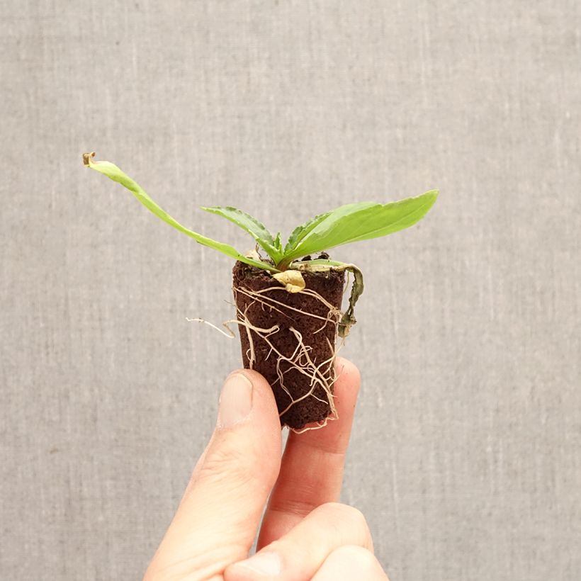 Helenium Okra Sundae mini zolla... esemplare consegnato in primavera