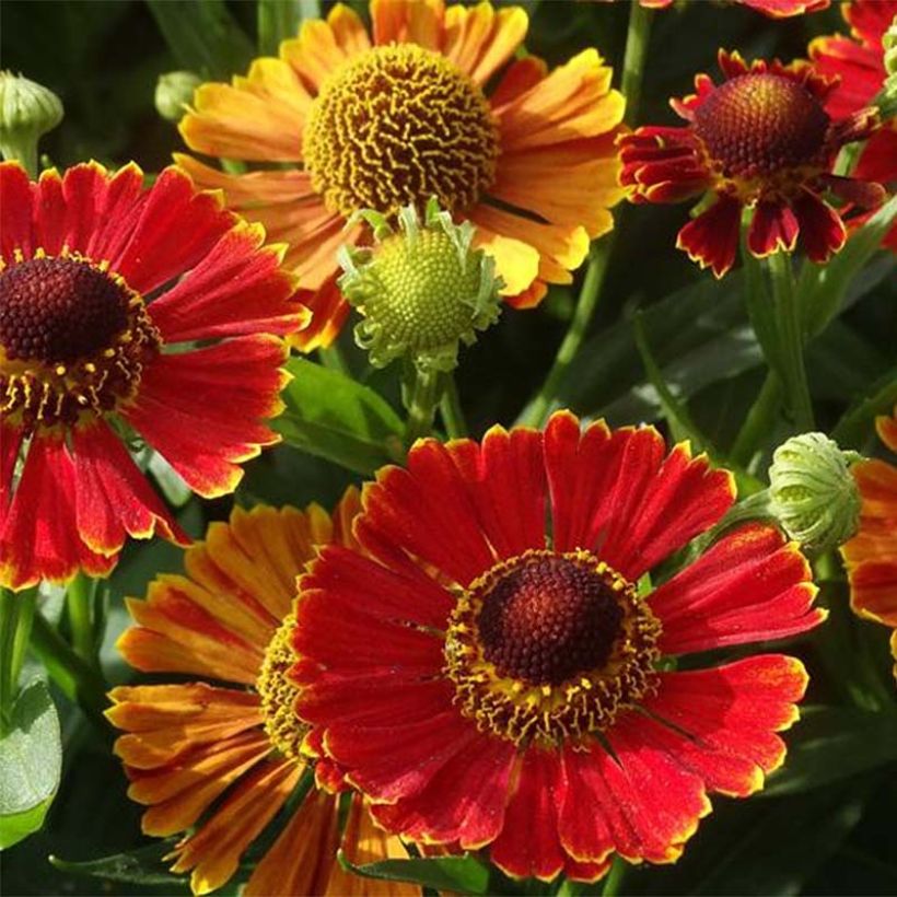 Helenium Poncho (Fioritura)