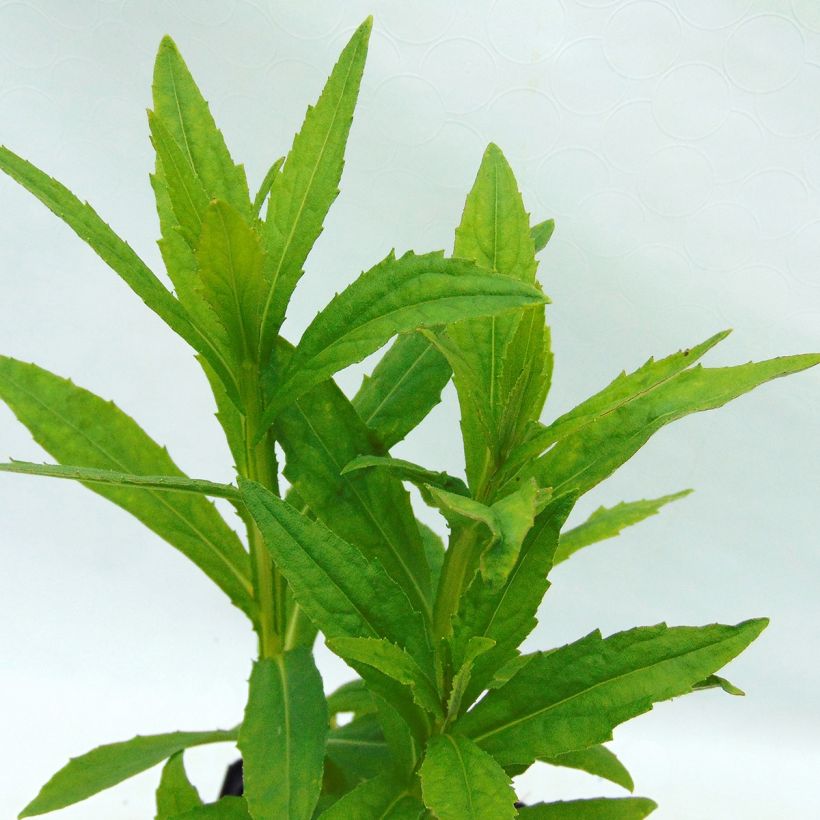 Helenium Poncho (Fogliame)