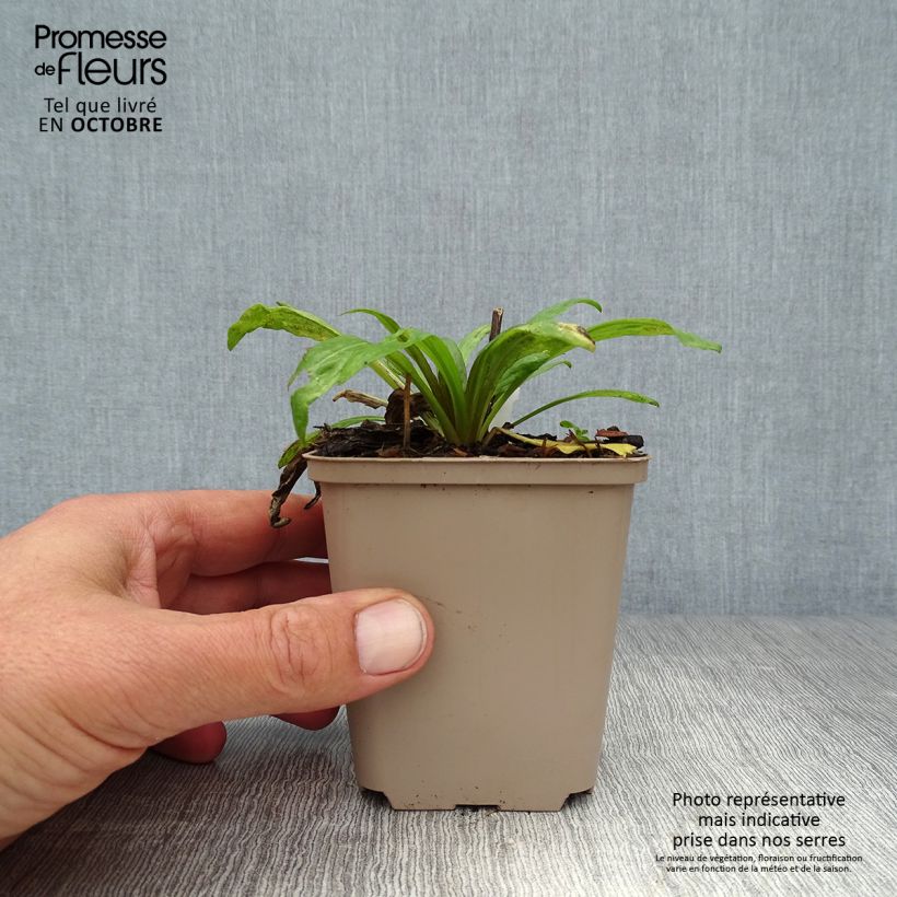 Esemplare di Helenium Potter's Wheel Vasetto da 8/9 cm come consegnato in autunno