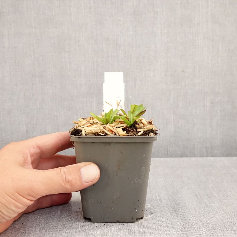 Esemplare di Helenium autumnale Mariachi Ranchera Vasetto da 8/9 cm come consegnato in autunno