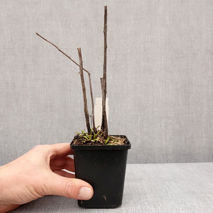 Helenium Red Jewel Vasetto da 8/9 cm esemplare consegnato in inverno