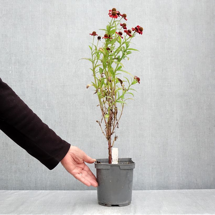 Esemplare di Helenium Ruby Tuesday Vaso da 2L/3L come consegnato in autunno