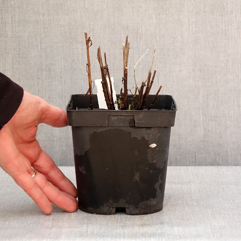 Helenium Ruby Tuesday Vaso da 2L/3L esemplare consegnato in inverno