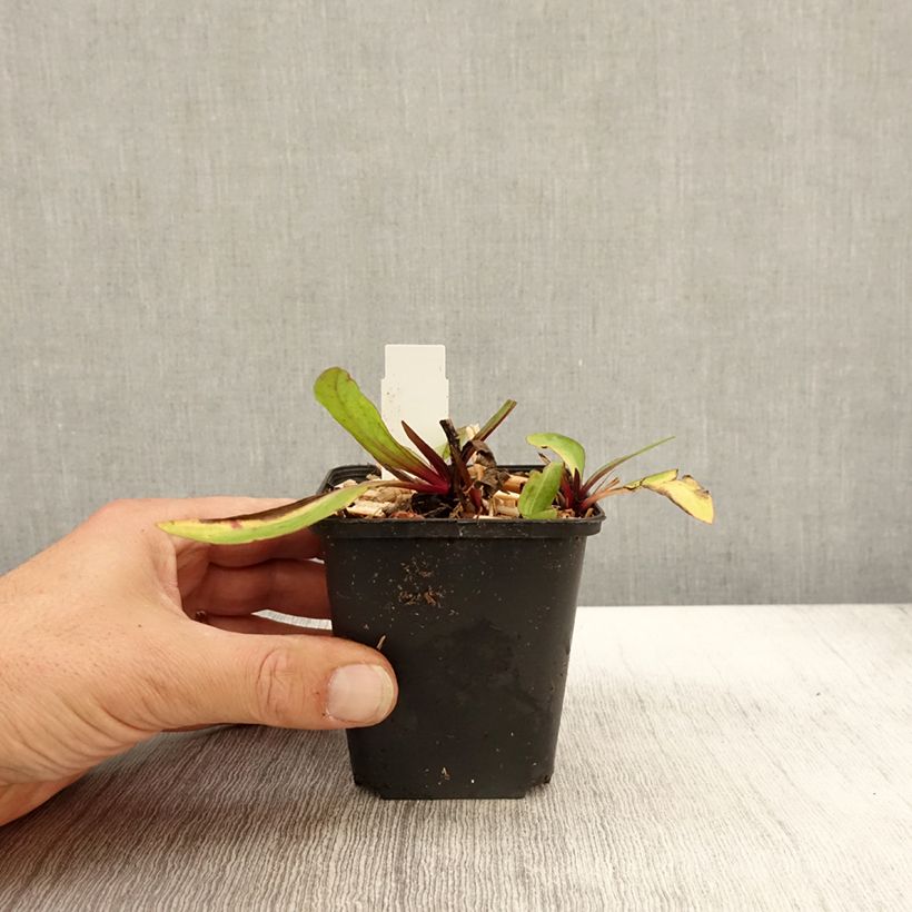 Esemplare di Helenium Sahin's Early Flowerer Vasetto da 8/9 cm come consegnato in autunno