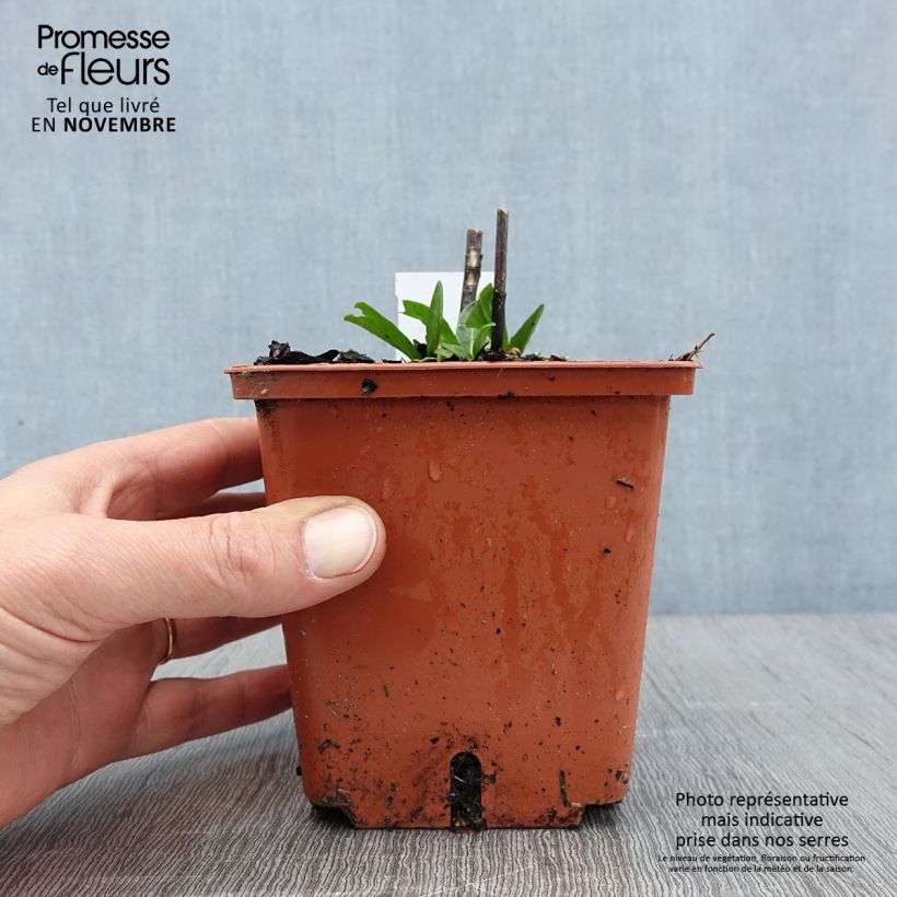 Esemplare di Helenium Sahin's Early Flowerer Vaso da 1,5L/2L come consegnato in autunno