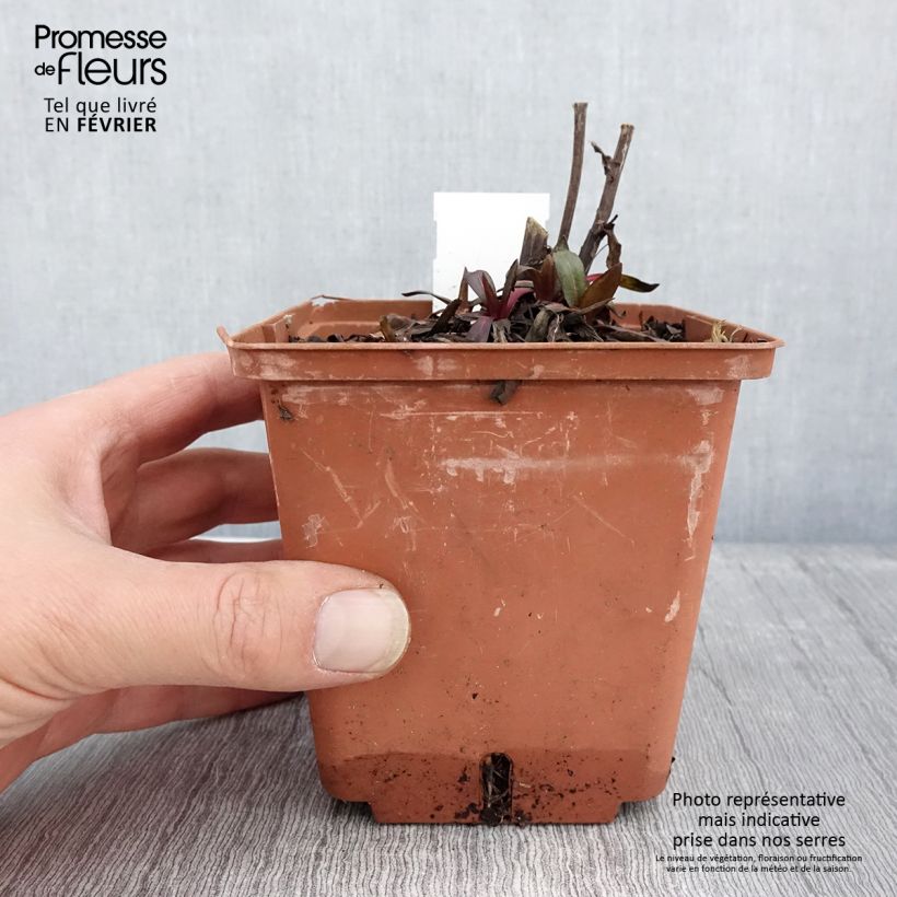 Helenium Sahin's Early Flowerer Vaso da 1,5L/2L esemplare consegnato in inverno