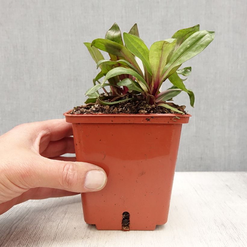 Helenium Sahin's Early Flowerer Vaso da 1,5L/2L esemplare consegnato in primavera