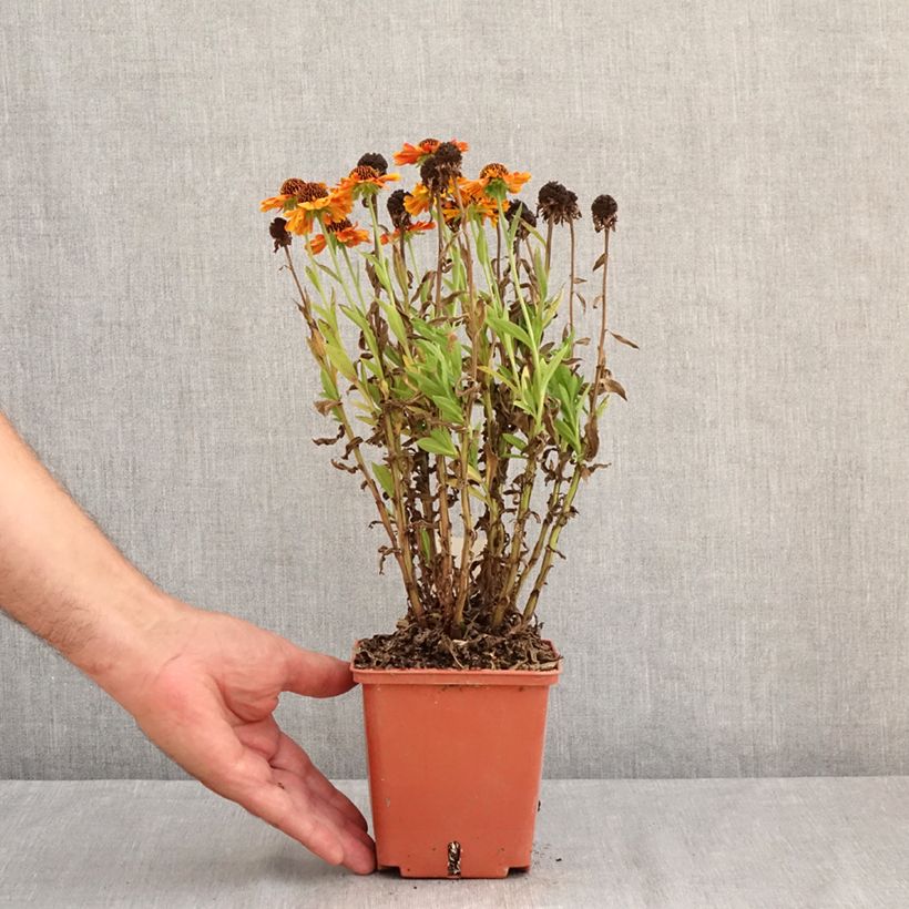 Esemplare di Helenium Short' n'Sassy Vaso da 1L/1,5L consegnato in estate