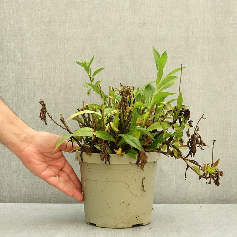 Esemplare di Helenium Short' n'Sassy Vaso da 3L/4L come consegnato in autunno