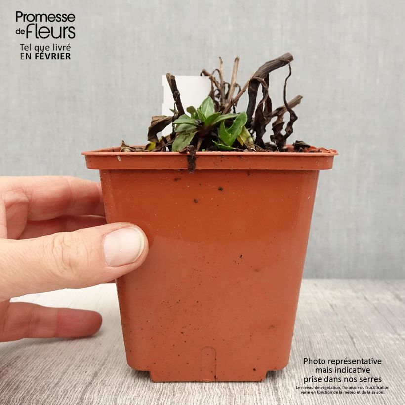 Helenium Short' n'Sassy Vaso da 1L/1,5L esemplare consegnato in inverno