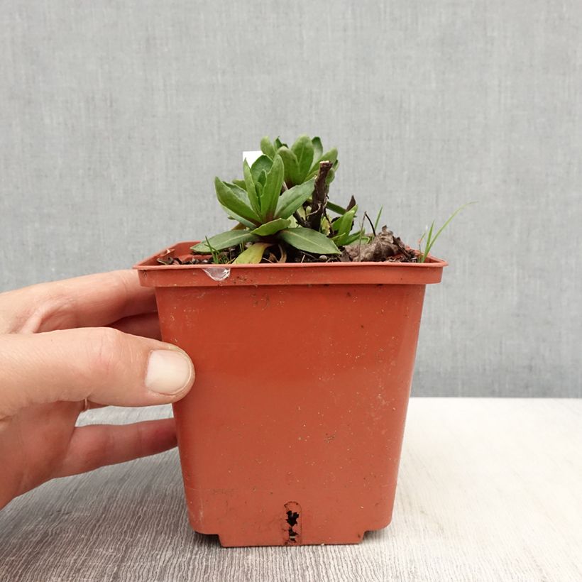 Helenium Short' n'Sassy Vaso da 1L/1,5L esemplare consegnato in primavera