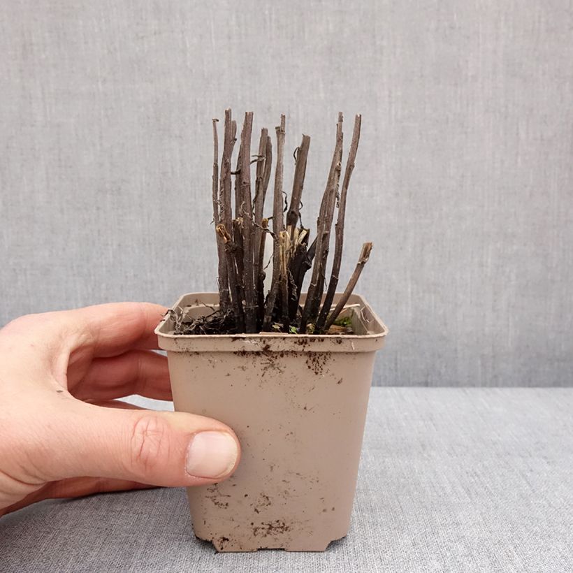 Helenium Strawberry Sundae Vasetto da 8/9 cm esemplare consegnato in inverno