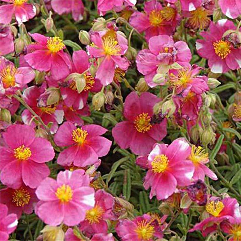 Helianthemum Raspberry Ripple - Eliantemo (Fioritura)