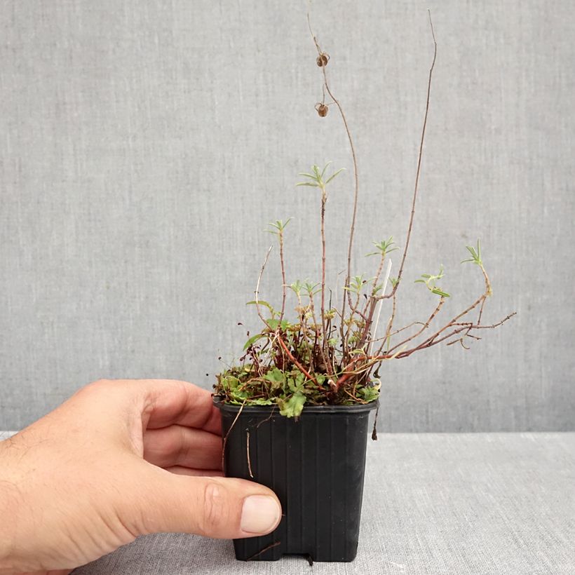 Esemplare di Helianthemum apenninum - Eliantemo degli Appennini Vasetto da 8/9 cm come consegnato in autunno