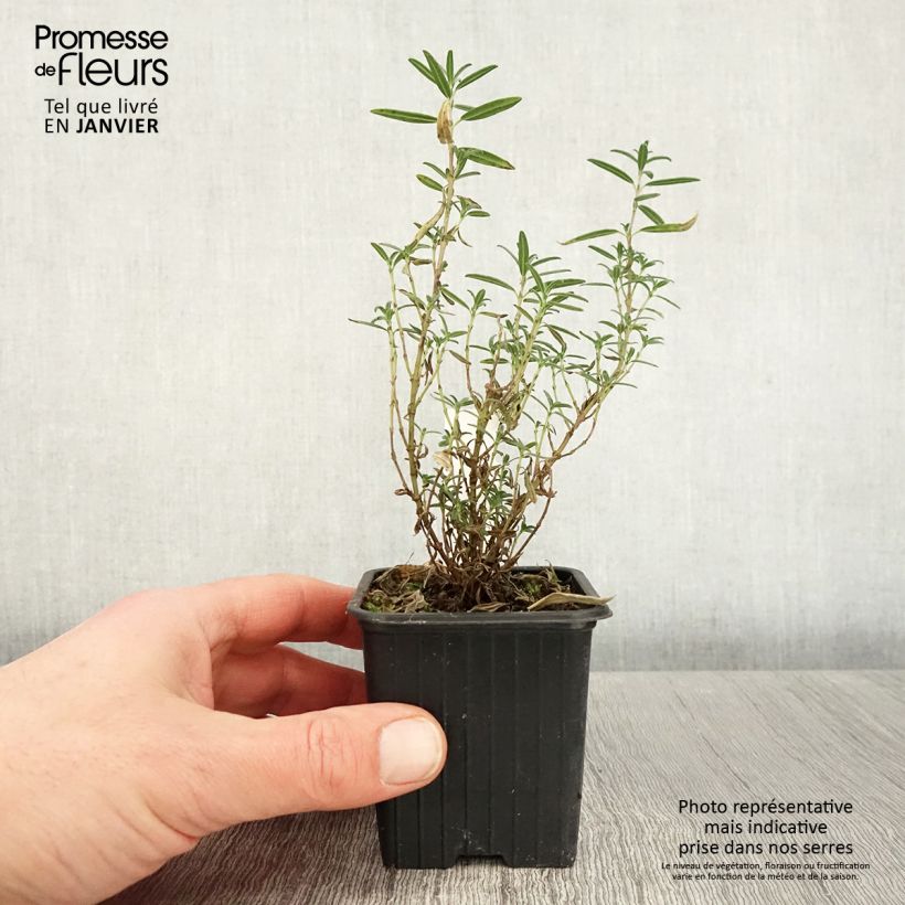 Helianthemum apenninum - Eliantemo degli Appennini Vasetto da 8/9 cm esemplare consegnato in inverno