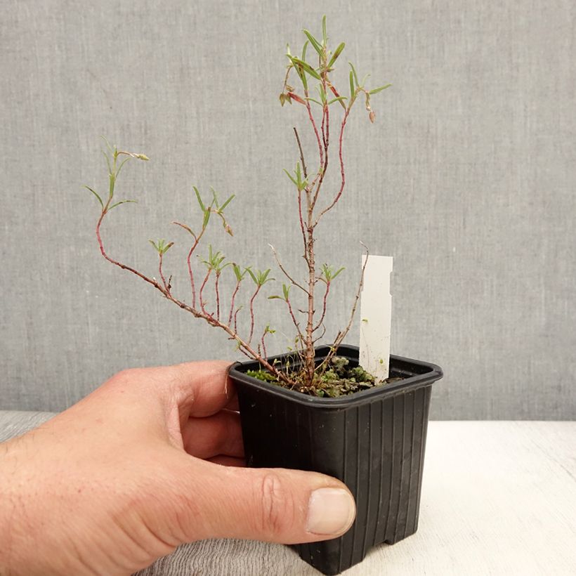 Helianthemum apenninum - Eliantemo degli Appennini Vasetto da 8/9 cm esemplare consegnato in primavera