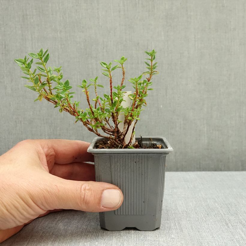 Esemplare di Helianthemum Ben Alder - Eliantemo Vasetto da 8/9 cm come consegnato in autunno