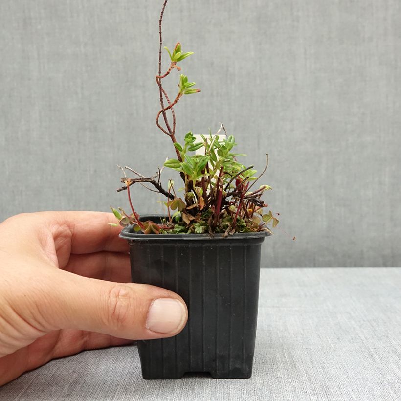 Esemplare di Helianthemum Ben Alder - Eliantemo Vasetto da 8/9 cm consegnato in estate