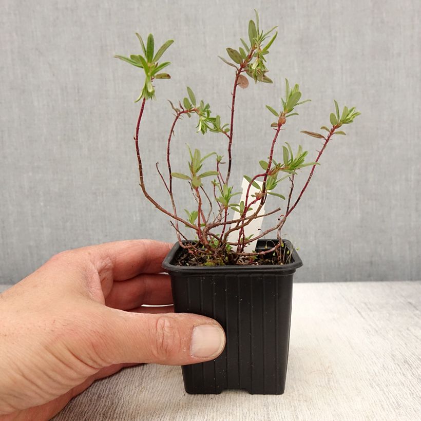 Helianthemum Ben Alder - Eliantemo Vasetto da 8/9 cm esemplare consegnato in primavera