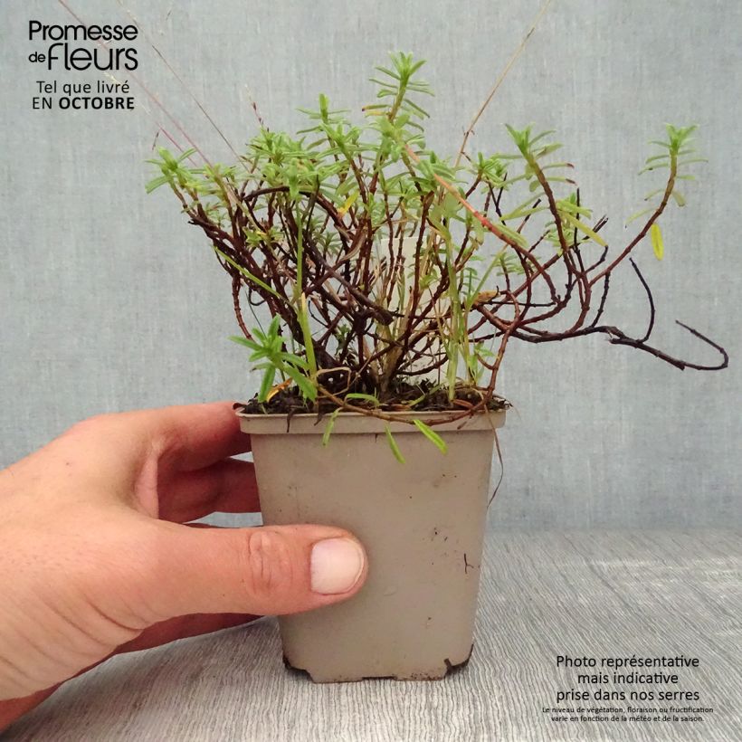 Esemplare di Helianthemum Ben Fhada - Eliantemo Vasetto da 7/8 cm come consegnato in autunno