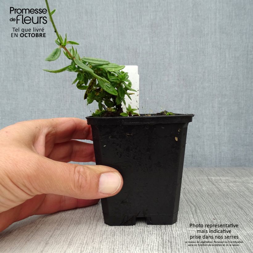 Esemplare di Helianthemum Elfenbeinglanz - Eliantemo Vasetto da 8/9 cm come consegnato in autunno