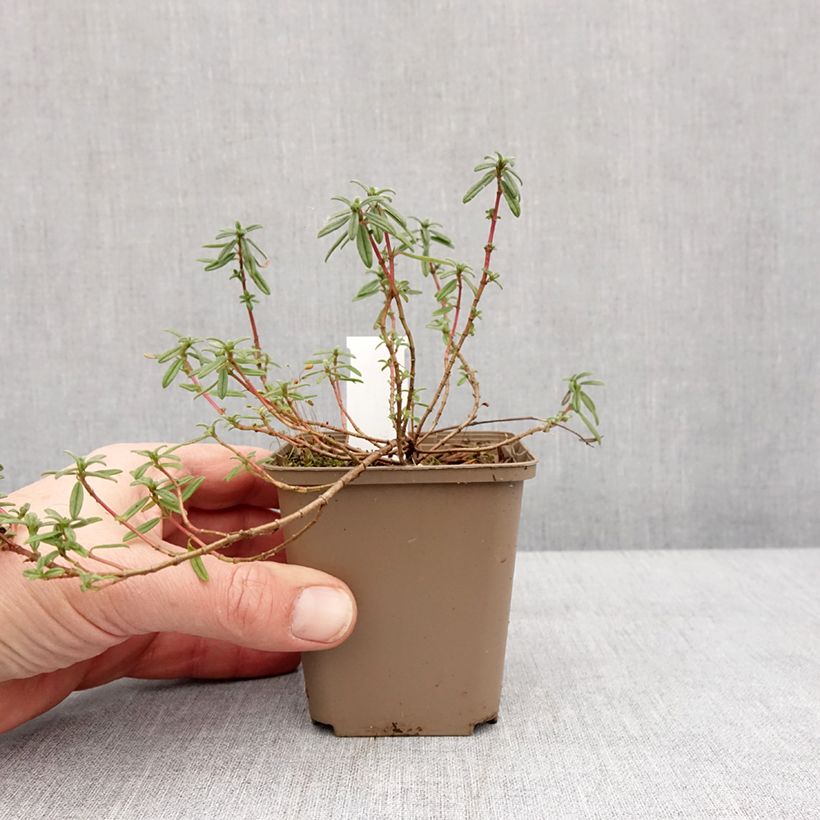 Helianthemum Golden Queen - Eliantemo Vasetto da 8/9 cm esemplare consegnato in inverno