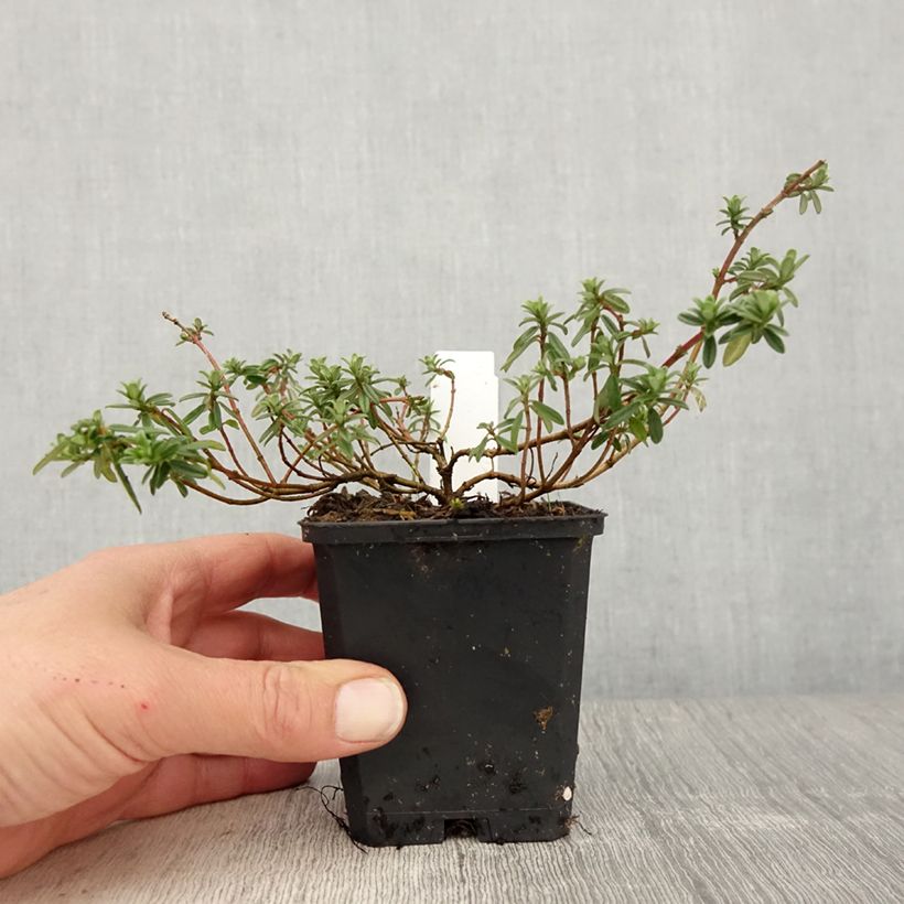 Helianthemum Golden Queen - Eliantemo Vasetto da 8/9 cm esemplare consegnato in primavera