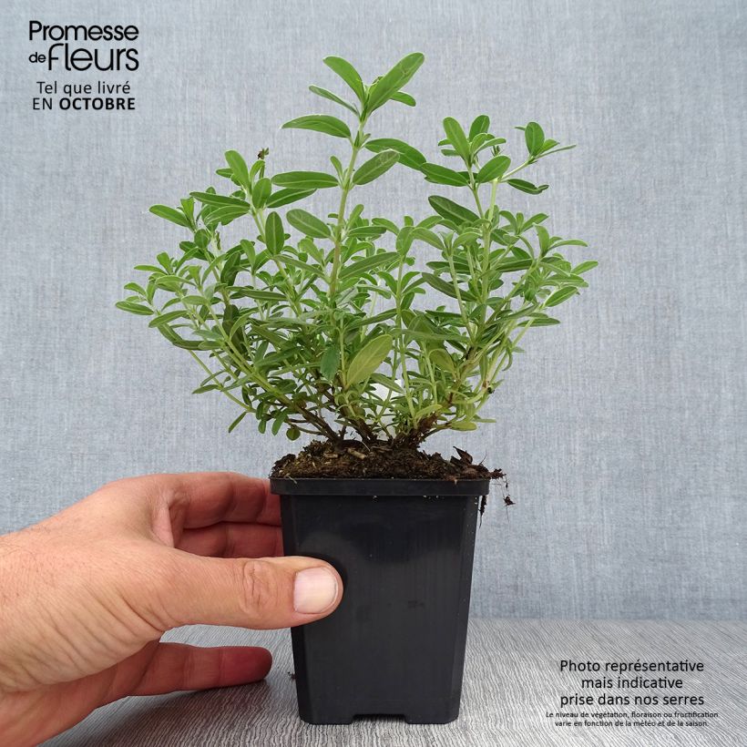 Esemplare di Helianthemum Hartswood Ruby - Eliantemo Vasetto da 8/9 cm come consegnato in autunno