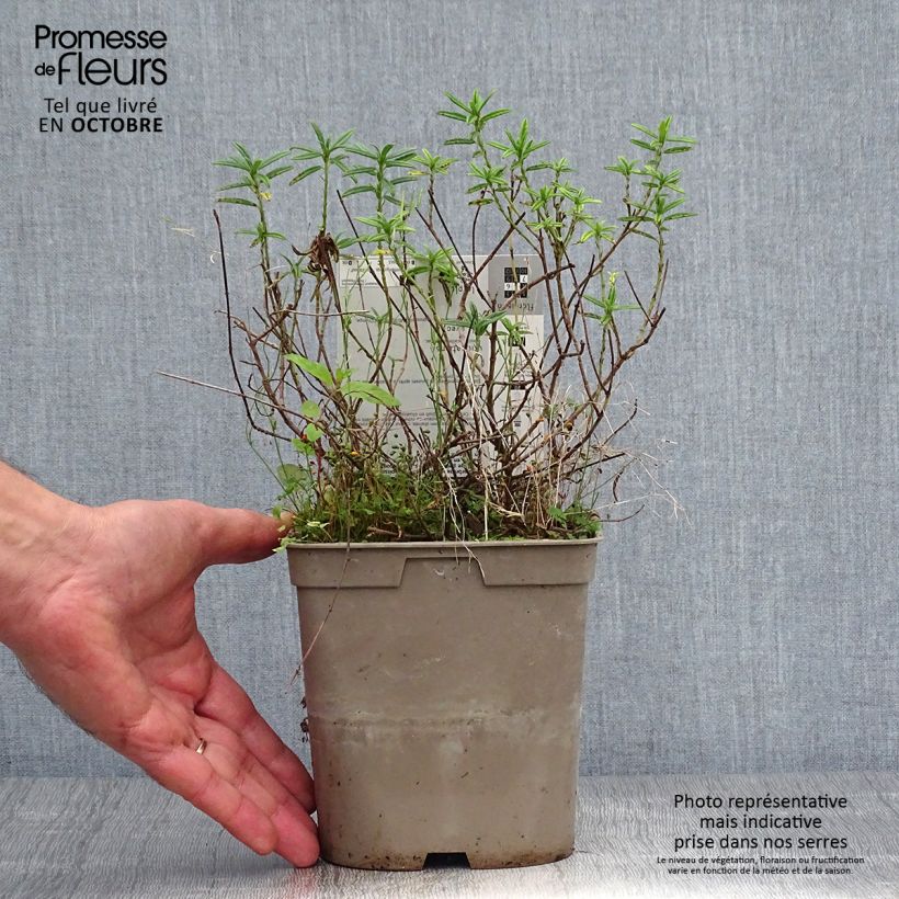 Esemplare di Helianthemum Hartswood Ruby - Eliantemo Vaso da 2L/3L come consegnato in autunno