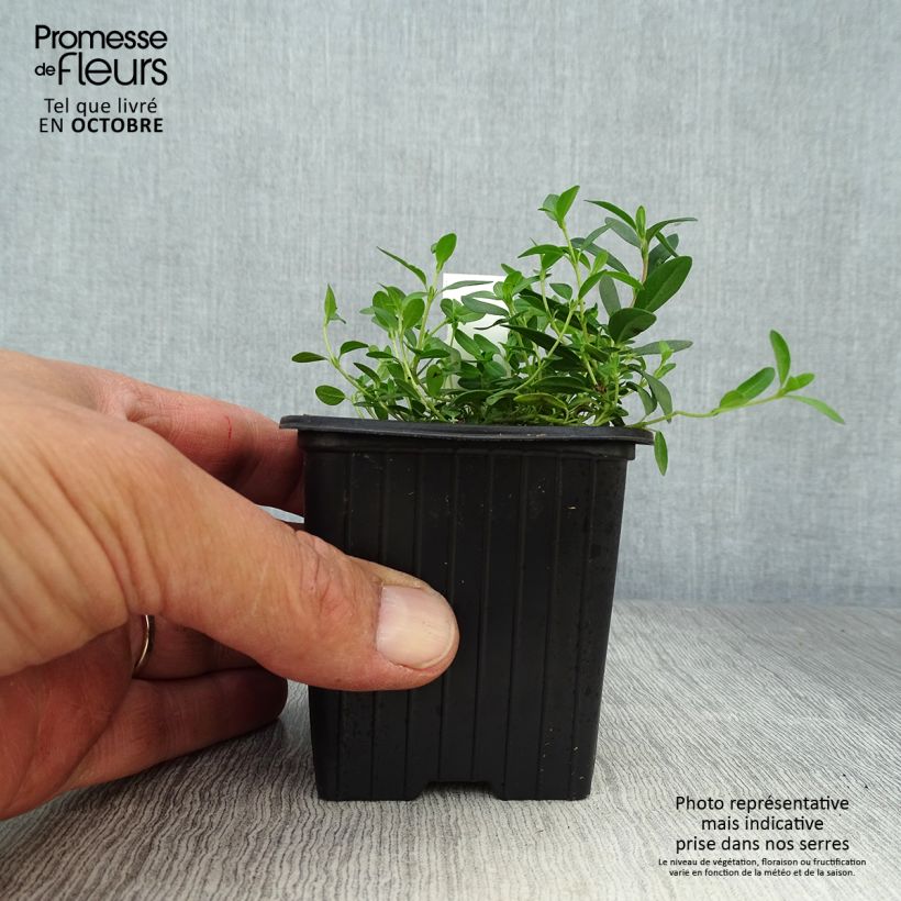 Esemplare di Helianthemum nummularium - Eliantemo maggiore Vasetto da 8/9 cm come consegnato in autunno